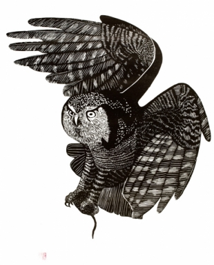 Hélène Smit -Uil- lino - 2010 - 700 x 630 mm