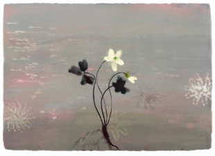 Oxalis 2011, encaustiek op houtpaneel 49 x 70 cm